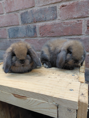 Mini lops sooty fawn