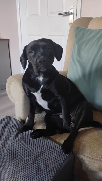 Spaniel frenchie mix