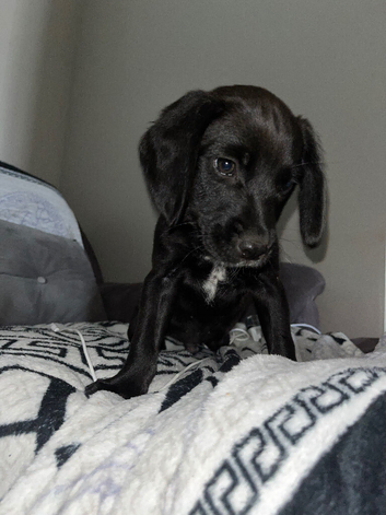 Last puppy