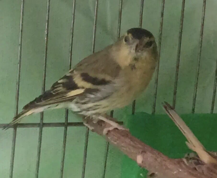 finches