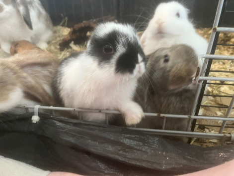 Mini lops mixed breeds ready in a week