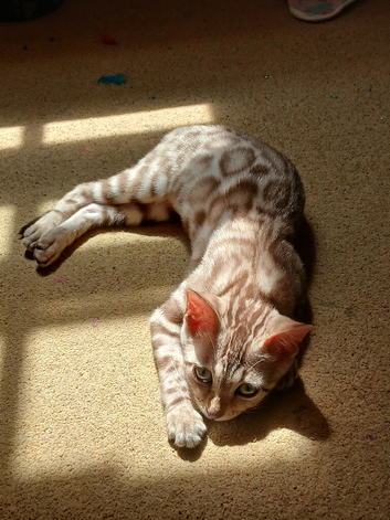 Family TICA Bengal Kittens READY NOW