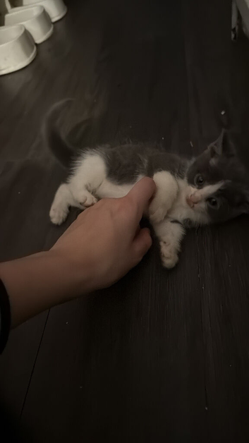 2 grey male kittens