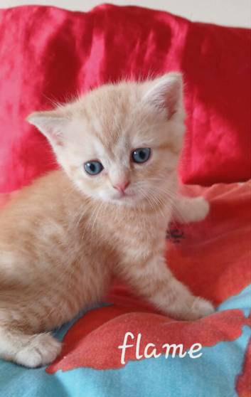 Mixed breed kittens .