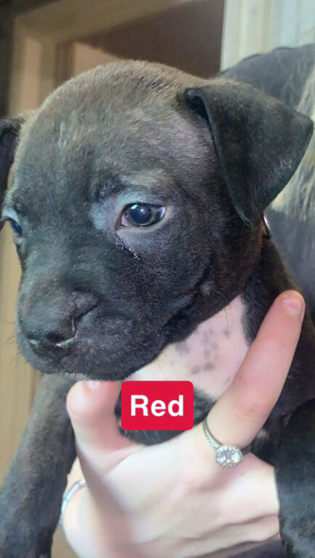 Staffordshire bull terrior puppys