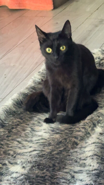 Kittens ready 14th June