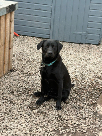Male Labrador stud