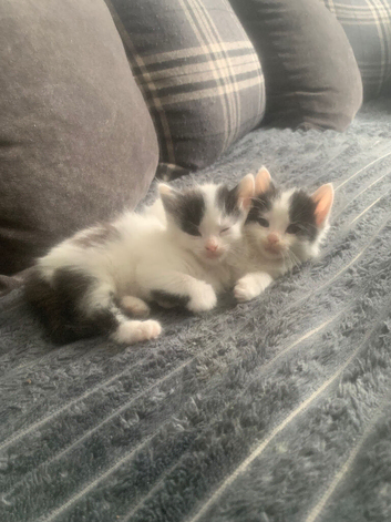 Domestic cats