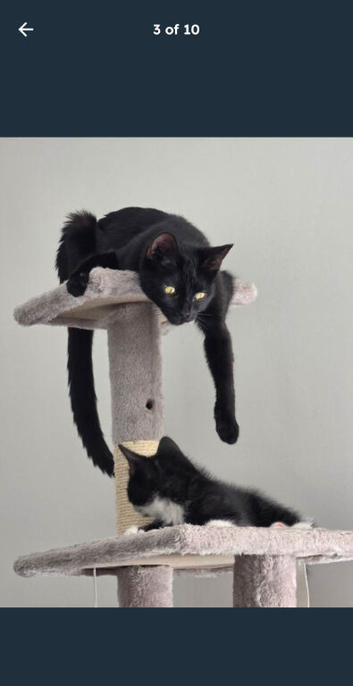 Kittens for Sale