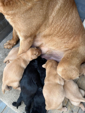 Labrador retriever