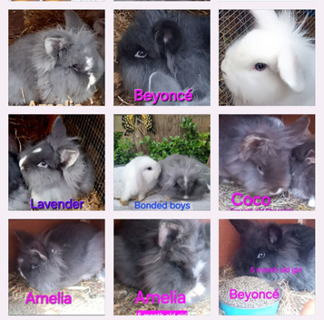 FEMALE & MALE DOUBLE MANED LIONHEAD x CASHMERE MINILOPS