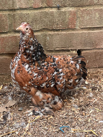 Pekin bantams for sale