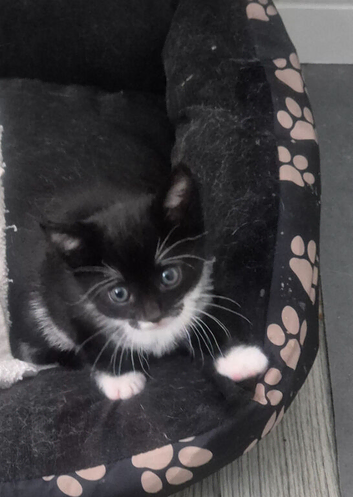 Cute, adorable kitten