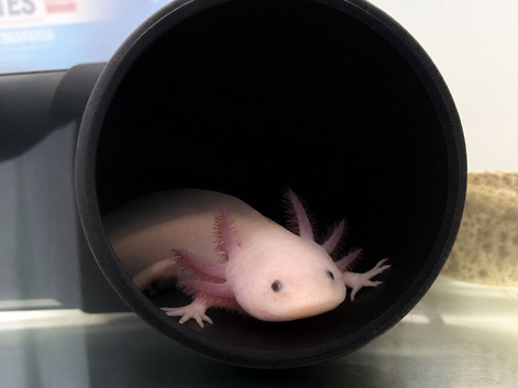 Pink 7 month old axolotl
