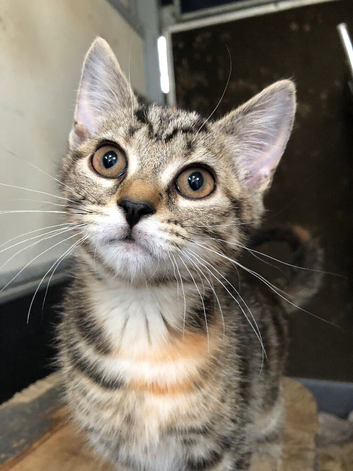 Stunning kitten