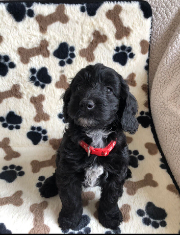 Exquisite cockapoo puppies from Health tested parents