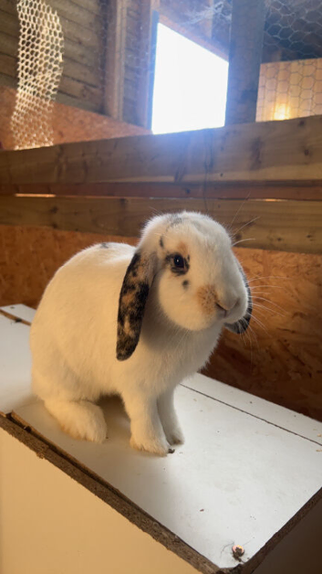 Young lop
