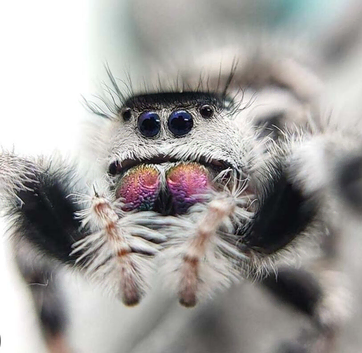 Jumping Spider phidippus regius