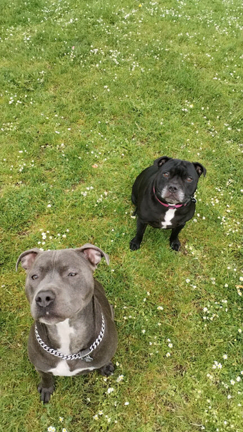 Male staffie