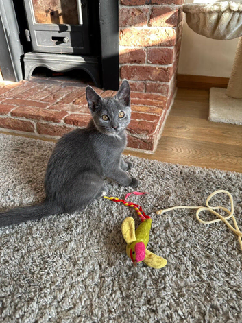 Beautiful kitten girl