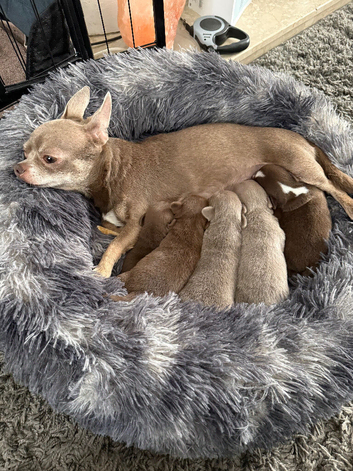 Chihuahua puppy