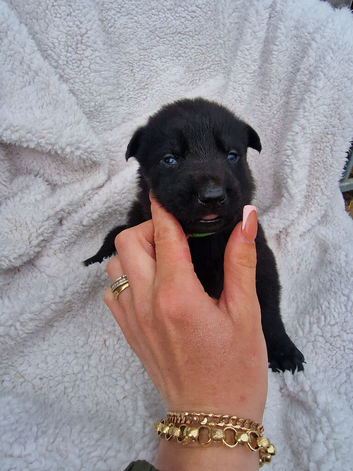 German shepherd pups