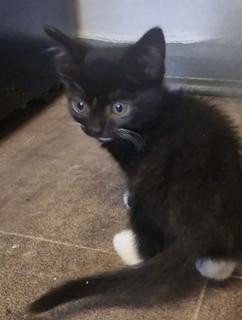 10 week old Tuxedo Kitten for sale