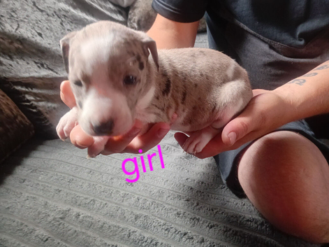 8 beautiful staffordshire puppies