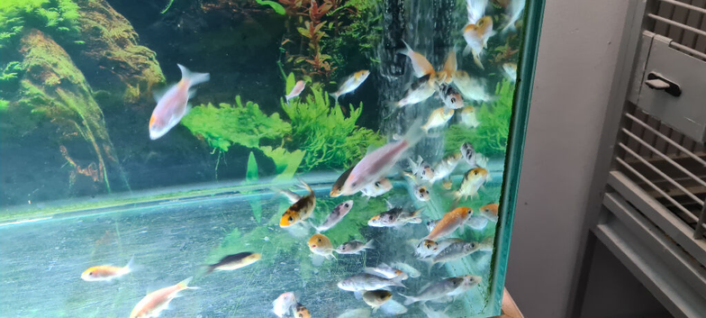 Koi fry 1-6 inch