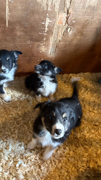 Gorgeous Collie Pups