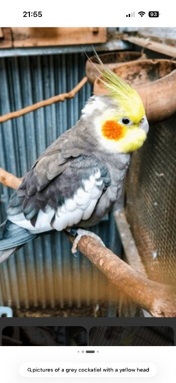 Cockatiels