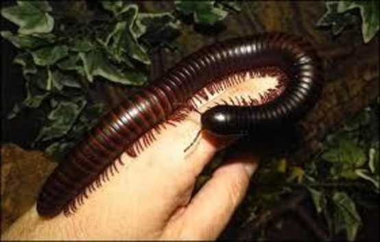 GIANT BLACK AFRICAN MILLIPEDE