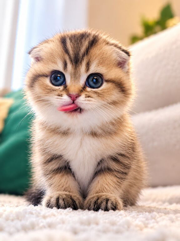 Beautiful Scottish fold kittens