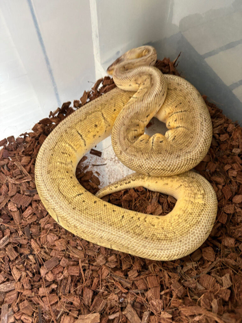 Royal python