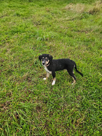 Jackie need new home
