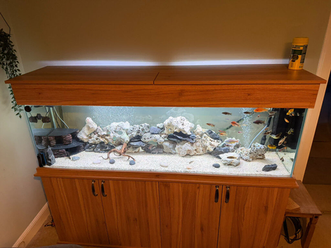 40 malawi cichlids