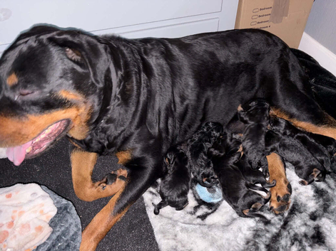 Puppies