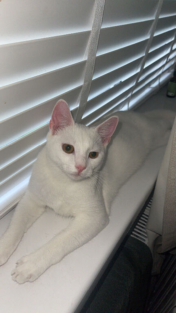 Pure White Cat