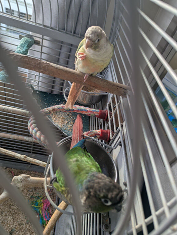 Bonded Pair of Conures