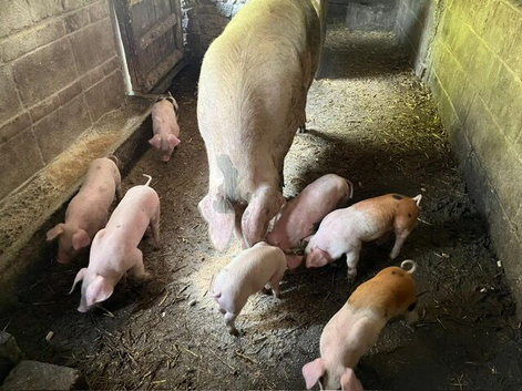 British Saddleback &times; Welsh Piglets &ndash; &pound;50 Each