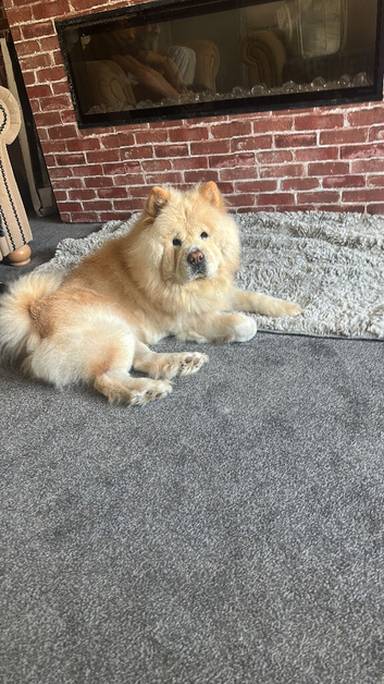 5 yr old in tact male chow chow