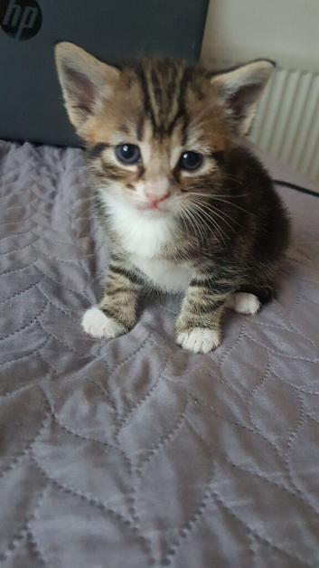 Beautiful 1‑month‑old kitten &ndash; ready to reserve