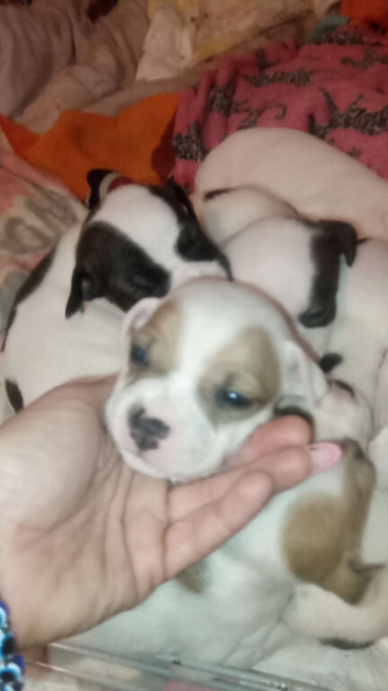 Staffordshire bull terriers puppys