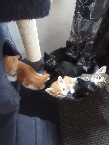 Beautiful fun loving kittens looking for their forever loving home