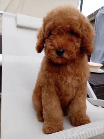 Miniature Boy Labradoodle Puppies – Ready to Leave