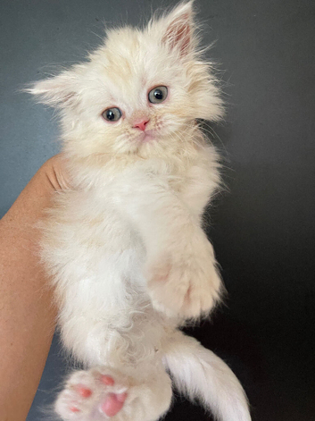 Persian kittens