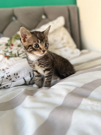 4 kittens