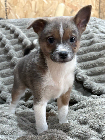 Gorgeous Chihuahua Puppys