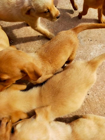 Puppies ready to leave home