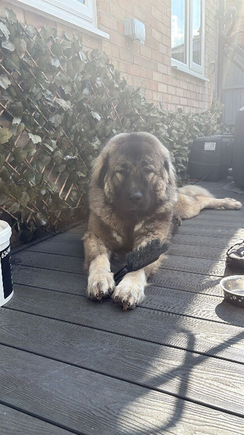 Caucasian shepherd for stud